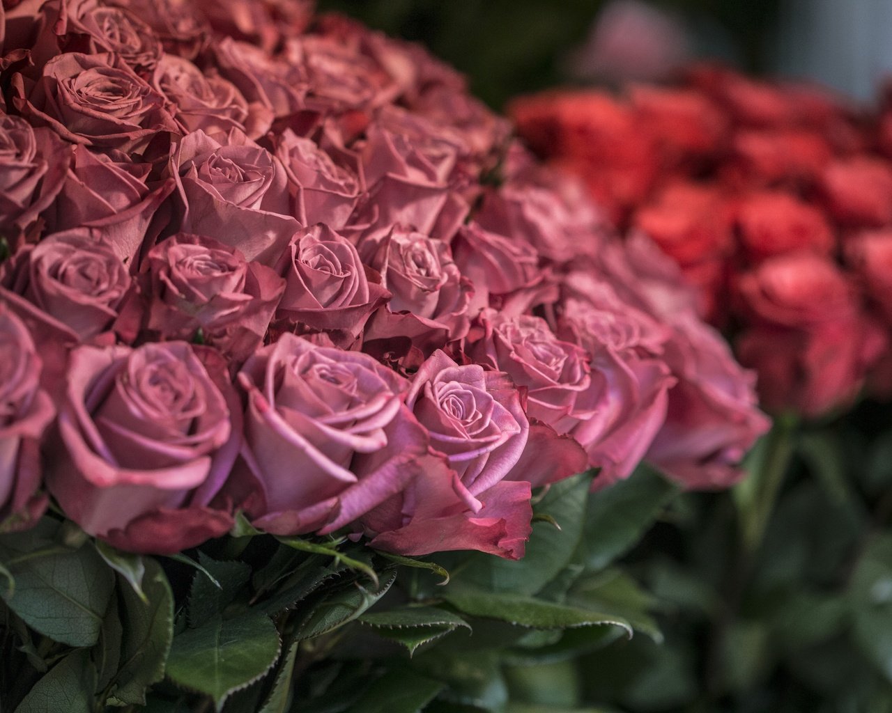 Обои цветы, розы, лепестки, flowers, roses, petals разрешение 5472x3648 Загрузить