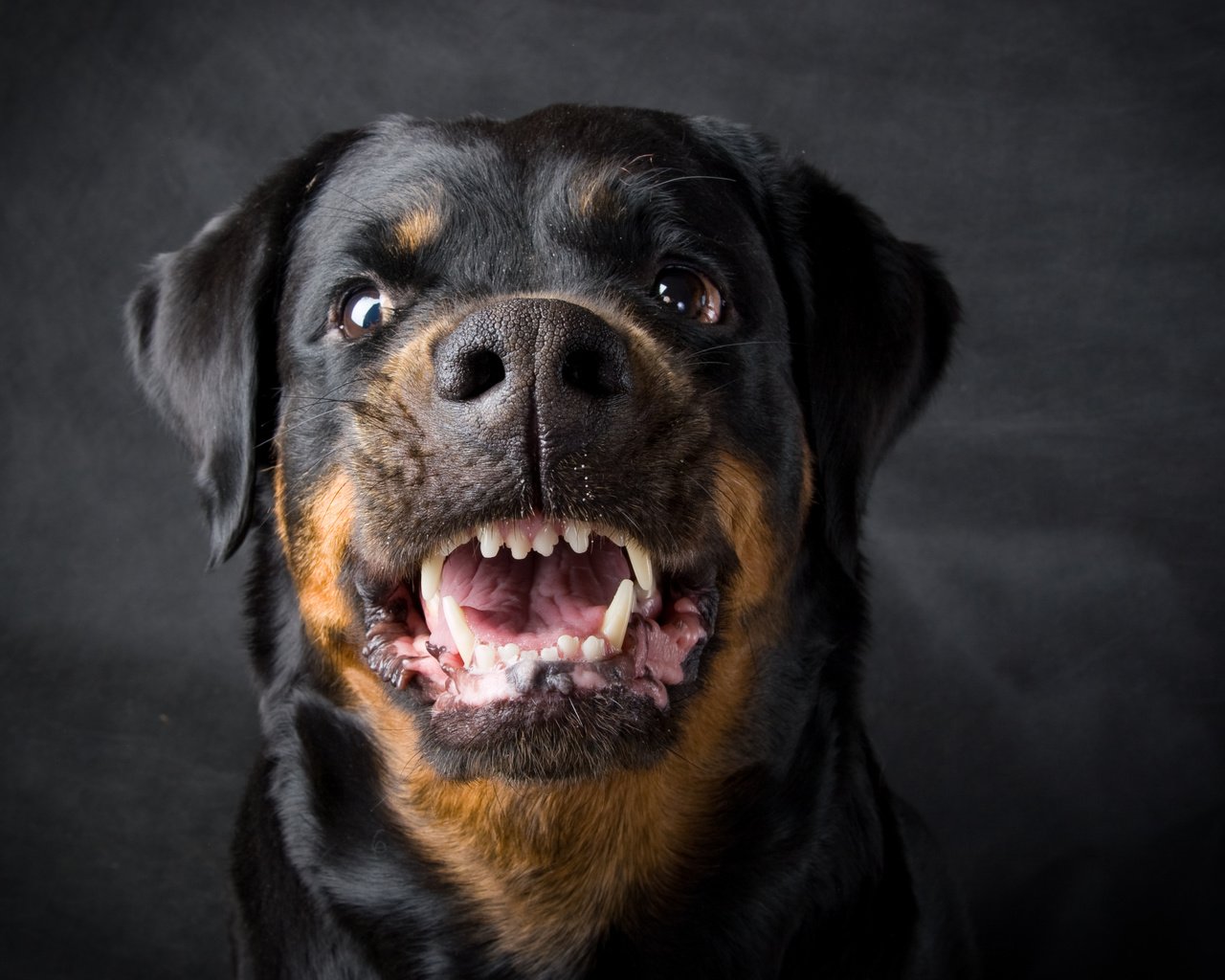 Обои собака, оскал, ротвейлер, dog, grin, rottweiler разрешение 2910x2219 Загрузить