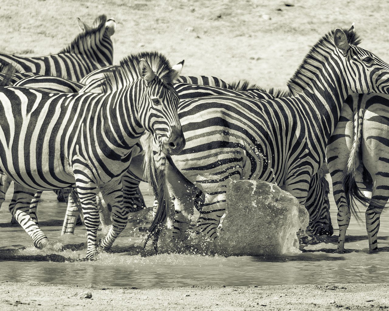 Обои природа, животные, чёрно-белое, африка, зебры, млекопитающие, prophil newton, nature, animals, black and white, africa, zebra, mammals разрешение 1920x1200 Загрузить