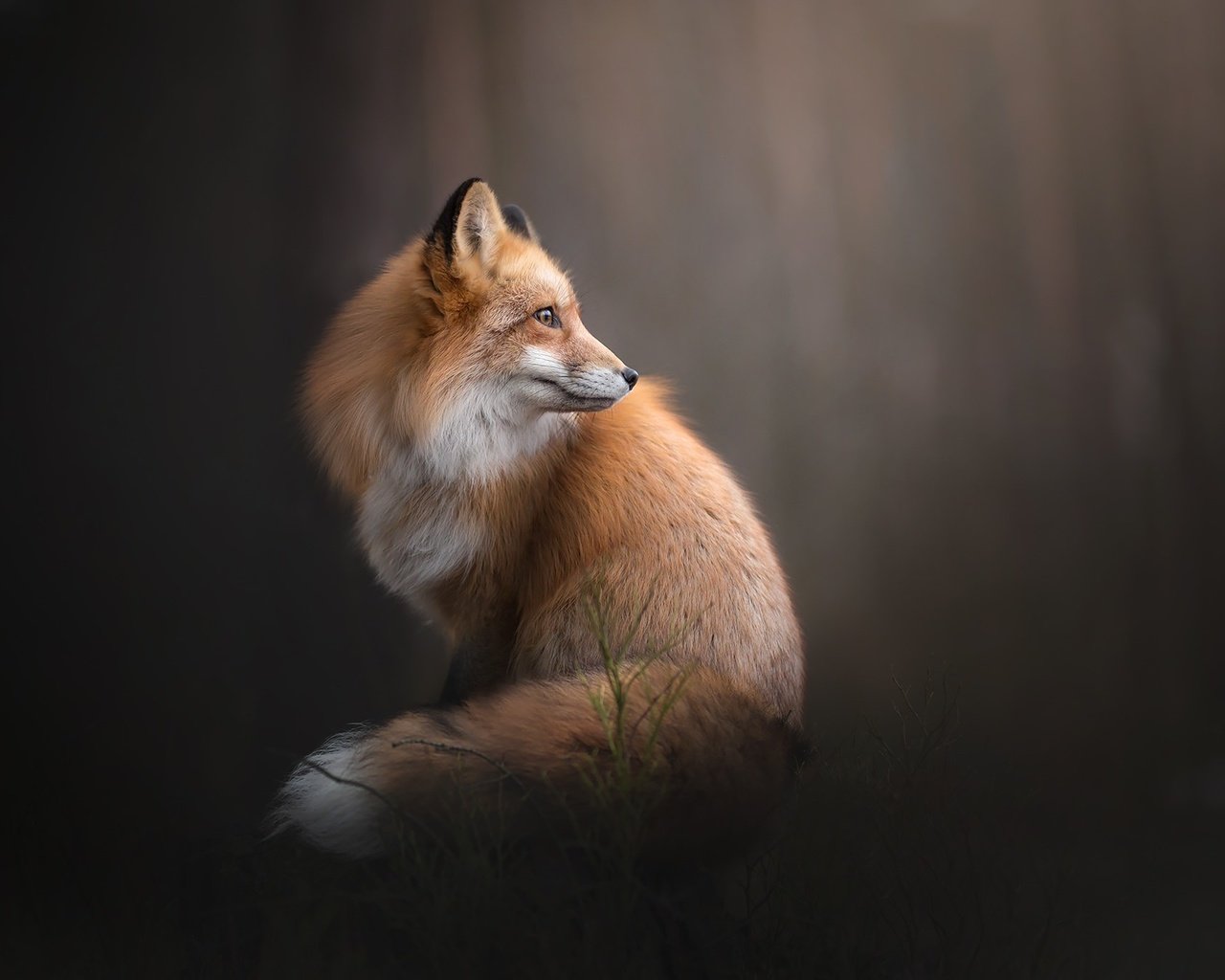 Обои фон, рыжая, лиса, лисица, боке, background, red, fox, bokeh разрешение 2048x1365 Загрузить