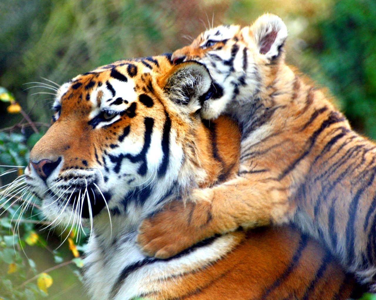 Обои тигр, животные, тигренок, дикие кошки, tiger, animals, wild cats разрешение 3888x2493 Загрузить