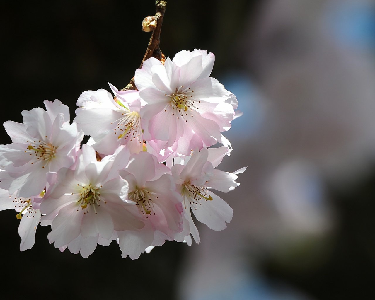 Обои природа, цветение, лепестки, весна, вишня, сакура, nature, flowering, petals, spring, cherry, sakura разрешение 4036x2272 Загрузить