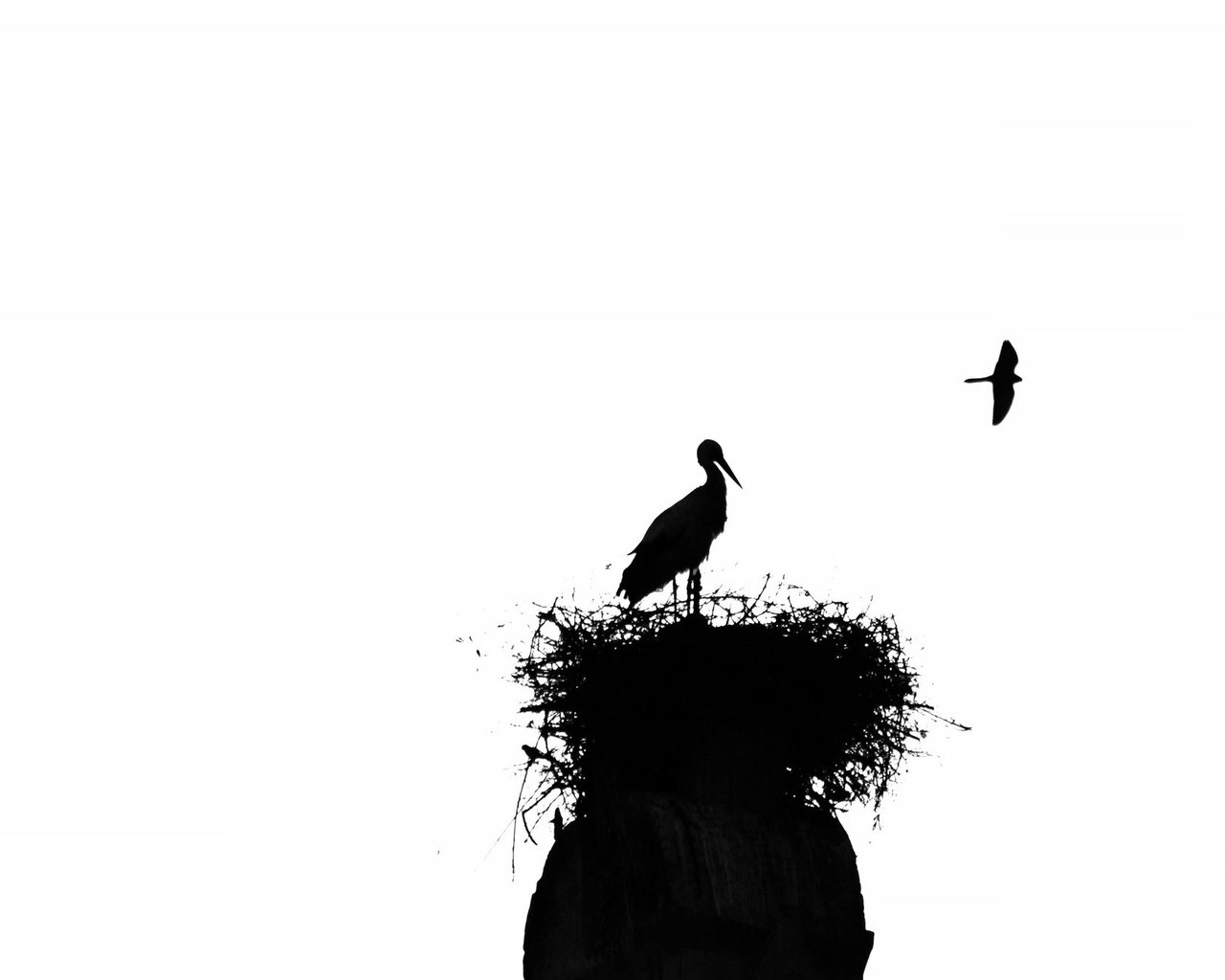 Обои птицы, силуэт, аист, гнездо, birds, silhouette, stork, socket разрешение 2048x1301 Загрузить