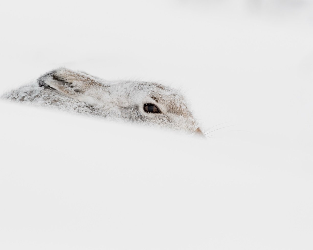 Обои снег, зима, животное, заяц, snow, winter, animal, hare разрешение 2048x1310 Загрузить