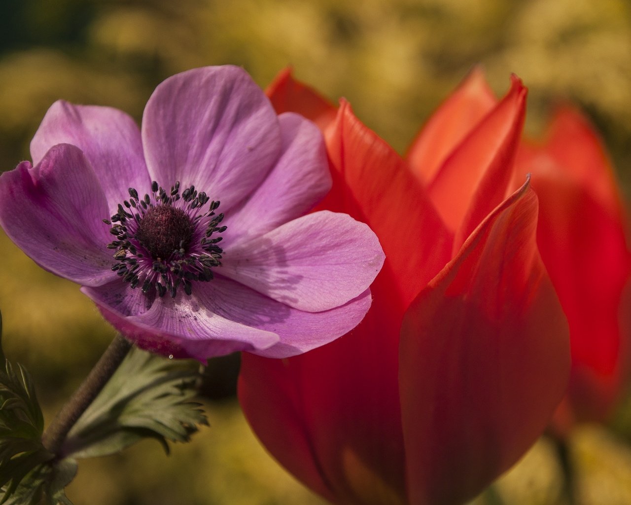 Обои цветы, макро, лепестки, тюльпан, анемона, flowers, macro, petals, tulip, anemone разрешение 2144x1424 Загрузить