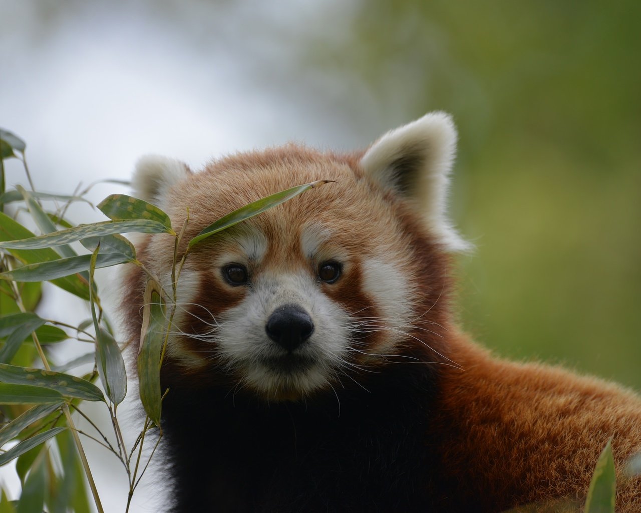 Обои природа, листья, фон, мордочка, взгляд, красная панда, nature, leaves, background, muzzle, look, red panda разрешение 2048x1367 Загрузить