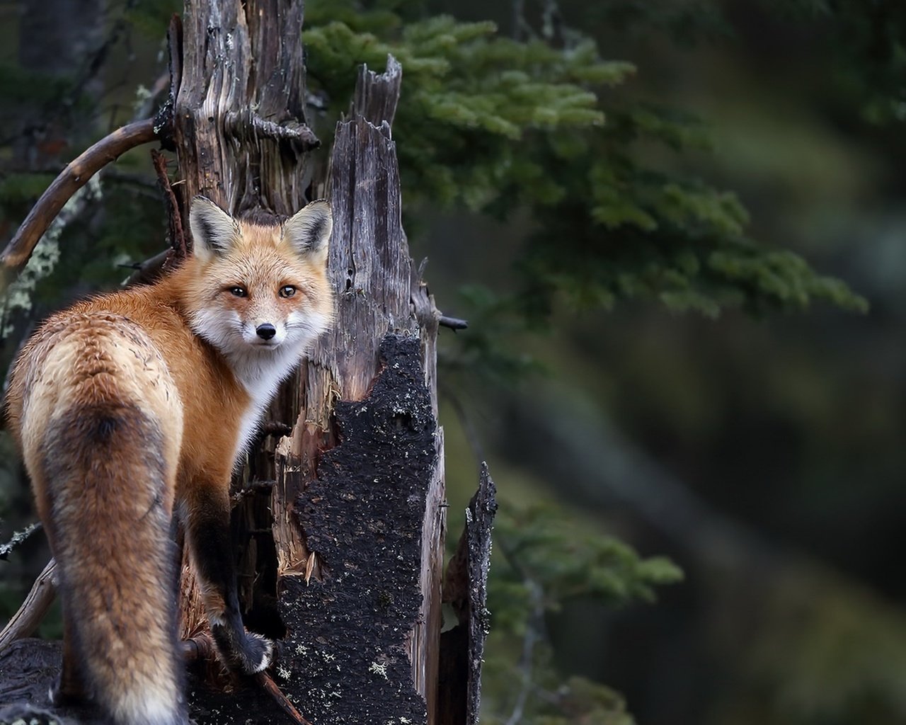 Обои природа, фон, мордочка, взгляд, лиса, лисица, хвост, nature, background, muzzle, look, fox, tail разрешение 1920x1111 Загрузить