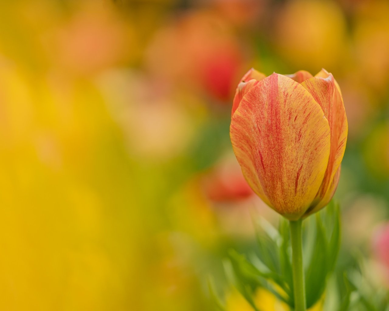 Обои цветок, лепестки, размытость, тюльпан, flower, petals, blur, tulip разрешение 2048x1299 Загрузить