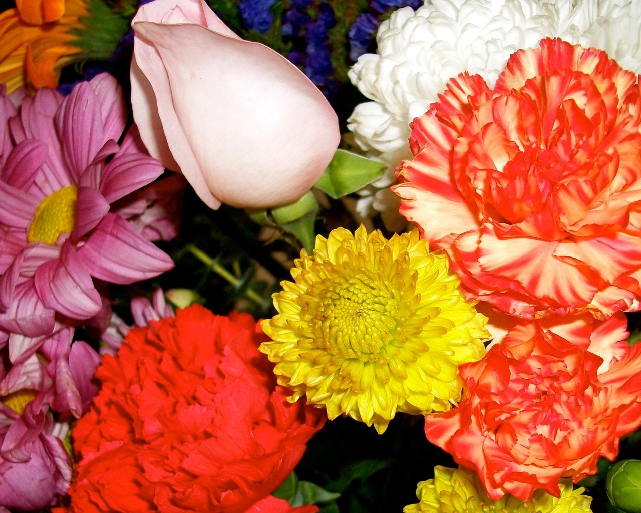 Обои цветы, роза, лепестки, букет, хризантема, гвоздика, flowers, rose, petals, bouquet, chrysanthemum, carnation разрешение 1920x1275 Загрузить