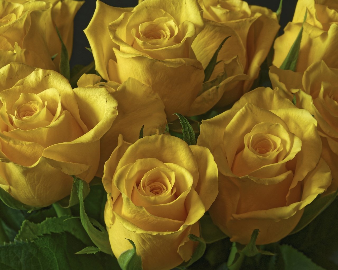 Обои цветы, розы, букет, желтые, flowers, roses, bouquet, yellow разрешение 2003x1331 Загрузить