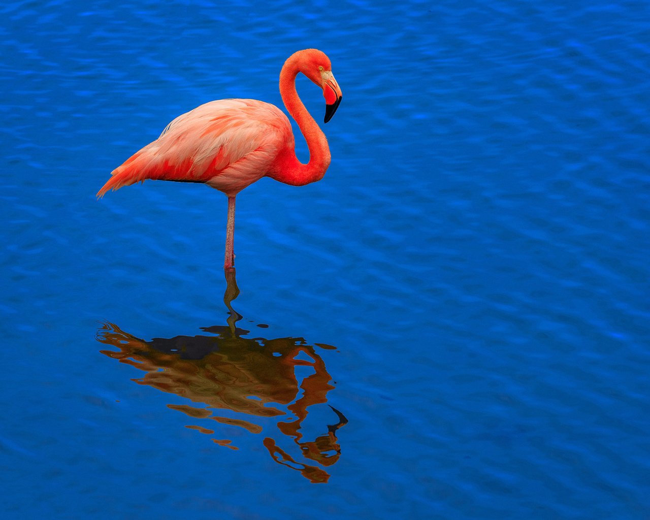 Обои вода, розовый фламинго, отражение, фон, фламинго, птица, клюв, перья, шея, water, pink flamingos, reflection, background, flamingo, bird, beak, feathers, neck разрешение 1920x1345 Загрузить