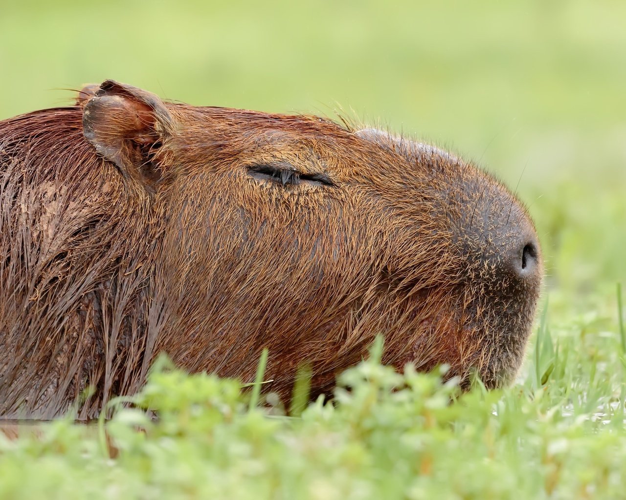 Обои природа, фон, животное, капибара, nature, background, animal, the capybara разрешение 2048x1322 Загрузить