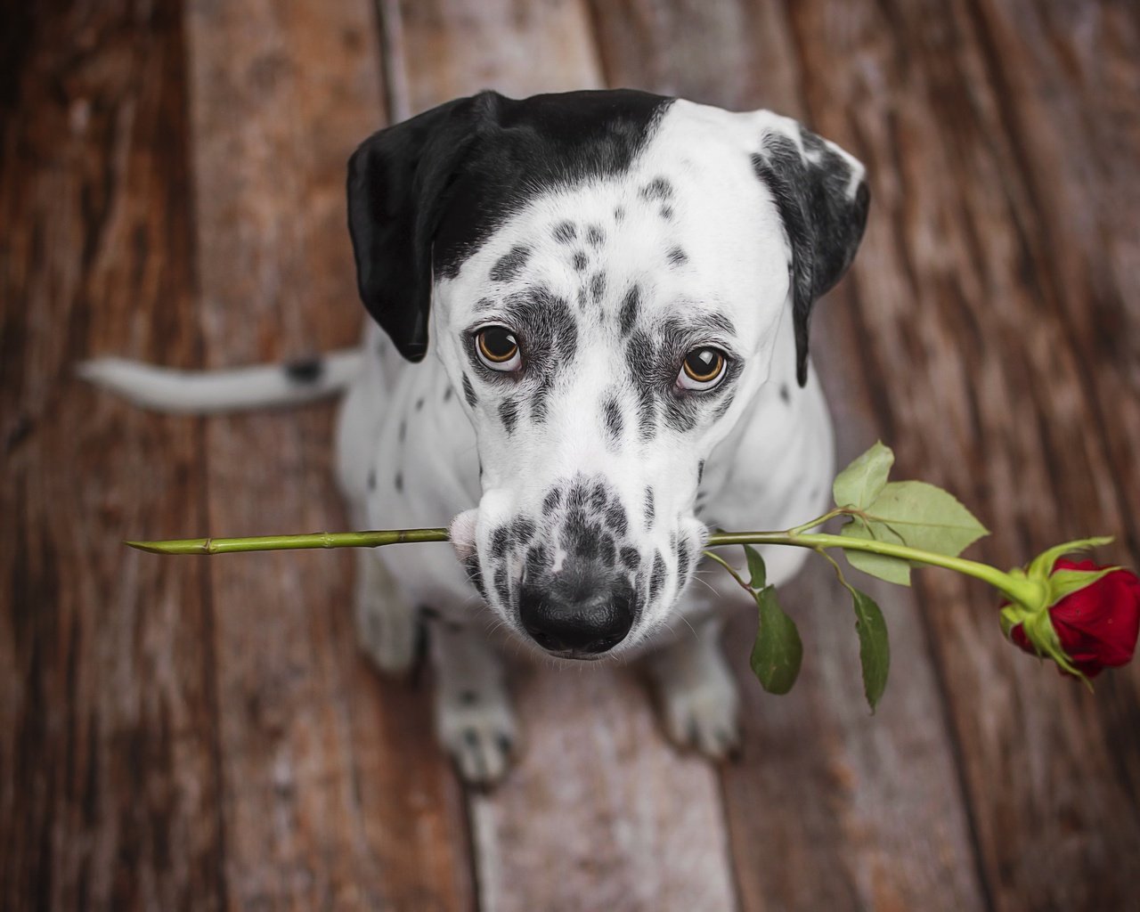 Обои цветок, роза, взгляд, собака, щенок, далматин, далматинец, flower, rose, look, dog, puppy, dalmatian, dalmatians разрешение 2560x1707 Загрузить