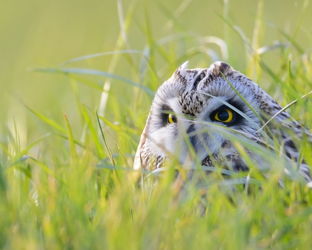 Обои глаза, трава, сова, природа, взгляд, птица, eyes, grass, owl, nature, look, bird разрешение 2048x1392 Загрузить