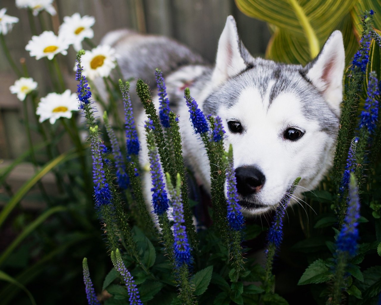 Обои цветы, трава, природа, собака, щенок, ромашки, хаски, flowers, grass, nature, dog, puppy, chamomile, husky разрешение 2048x1280 Загрузить