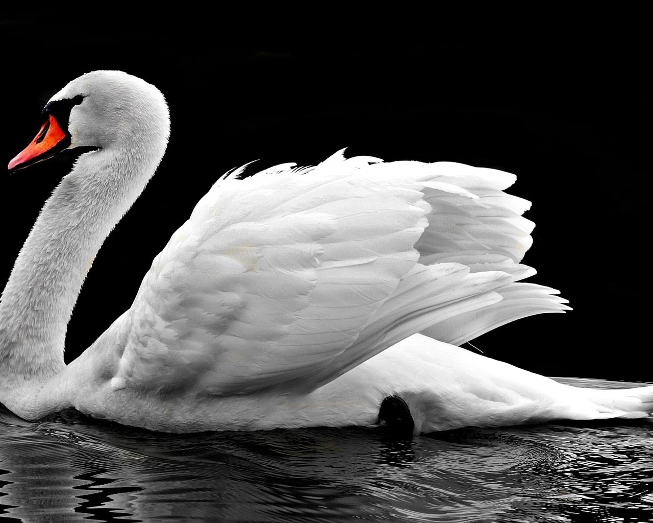 Обои вода, отражение, птица, клюв, черный фон, перья, лебедь, water, reflection, bird, beak, black background, feathers, swan разрешение 4000x2289 Загрузить