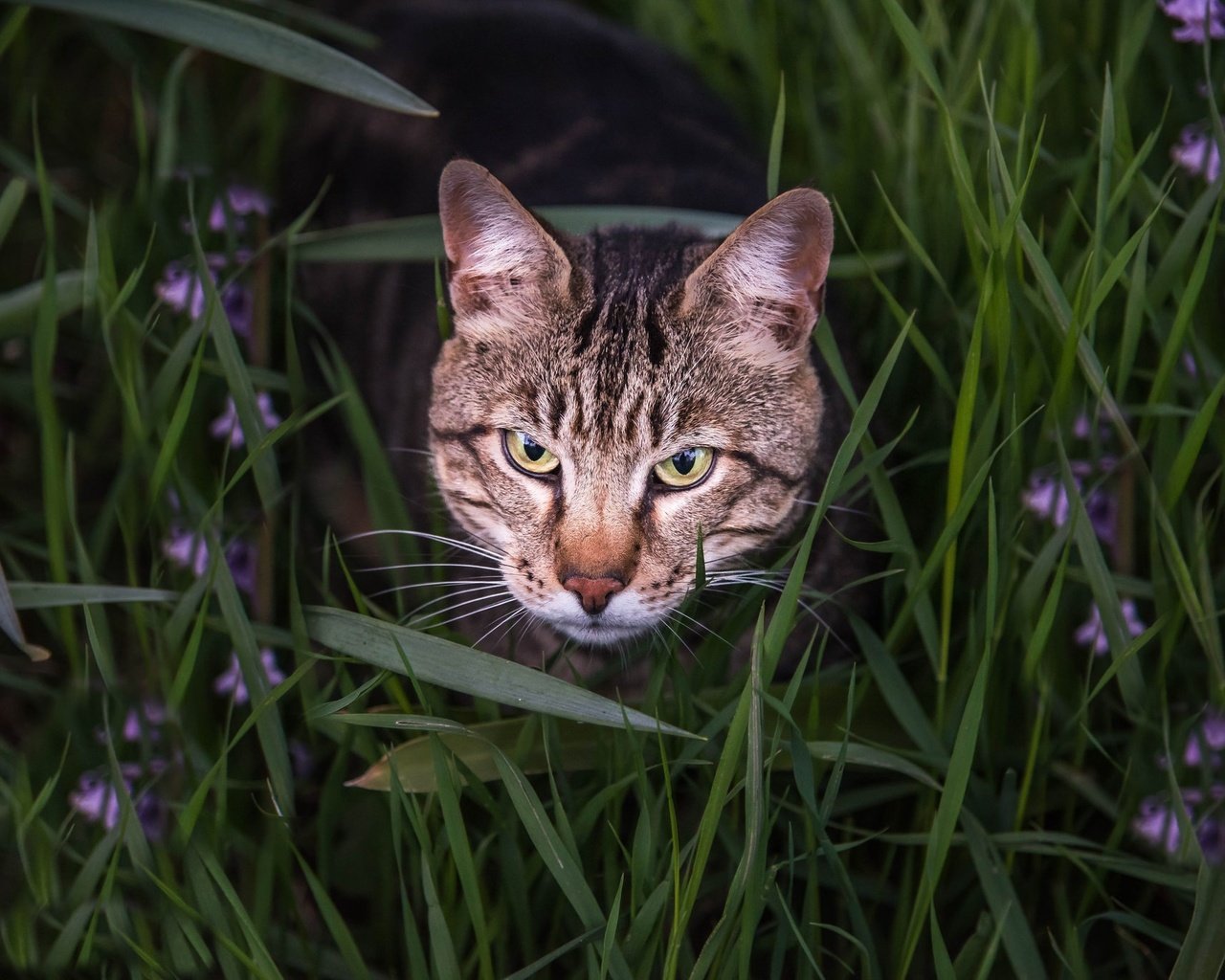 Обои глаза, морда, цветы, трава, кот, взгляд, бенгальская кошка, eyes, face, flowers, grass, cat, look, bengal cat разрешение 2048x1367 Загрузить