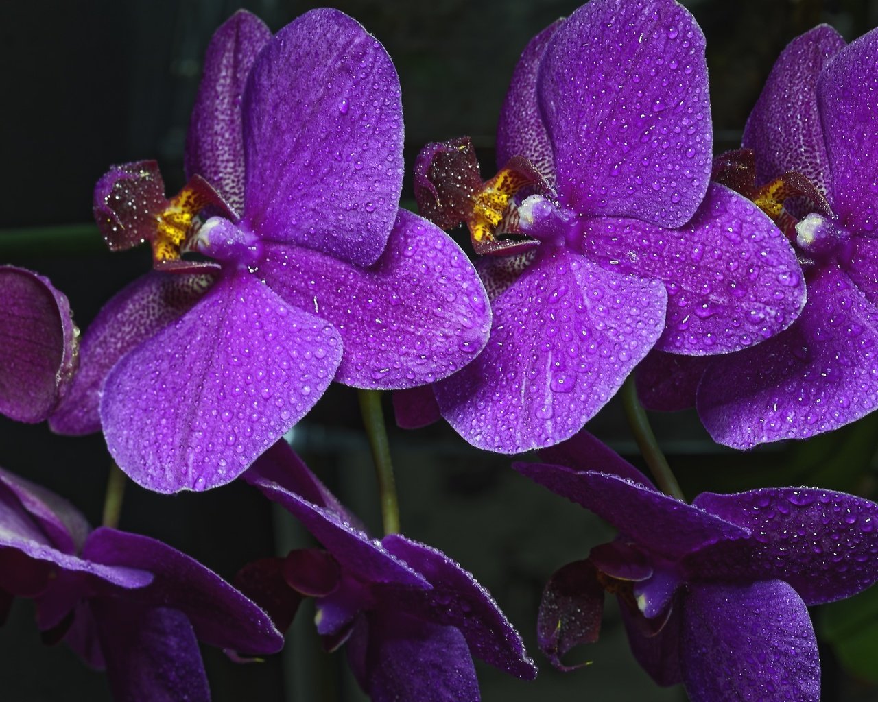 Обои цветы, ветка, капли, лепестки, орхидея, фиолетовые, капельки росы, фаленопсис, flowers, branch, drops, petals, orchid, purple, drops of dew, phalaenopsis разрешение 2048x1325 Загрузить