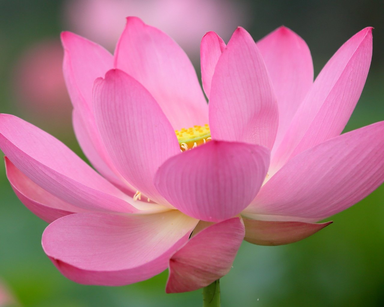 Обои цветок, лепестки, лотос, розовый, flower, petals, lotus, pink разрешение 2996x1920 Загрузить