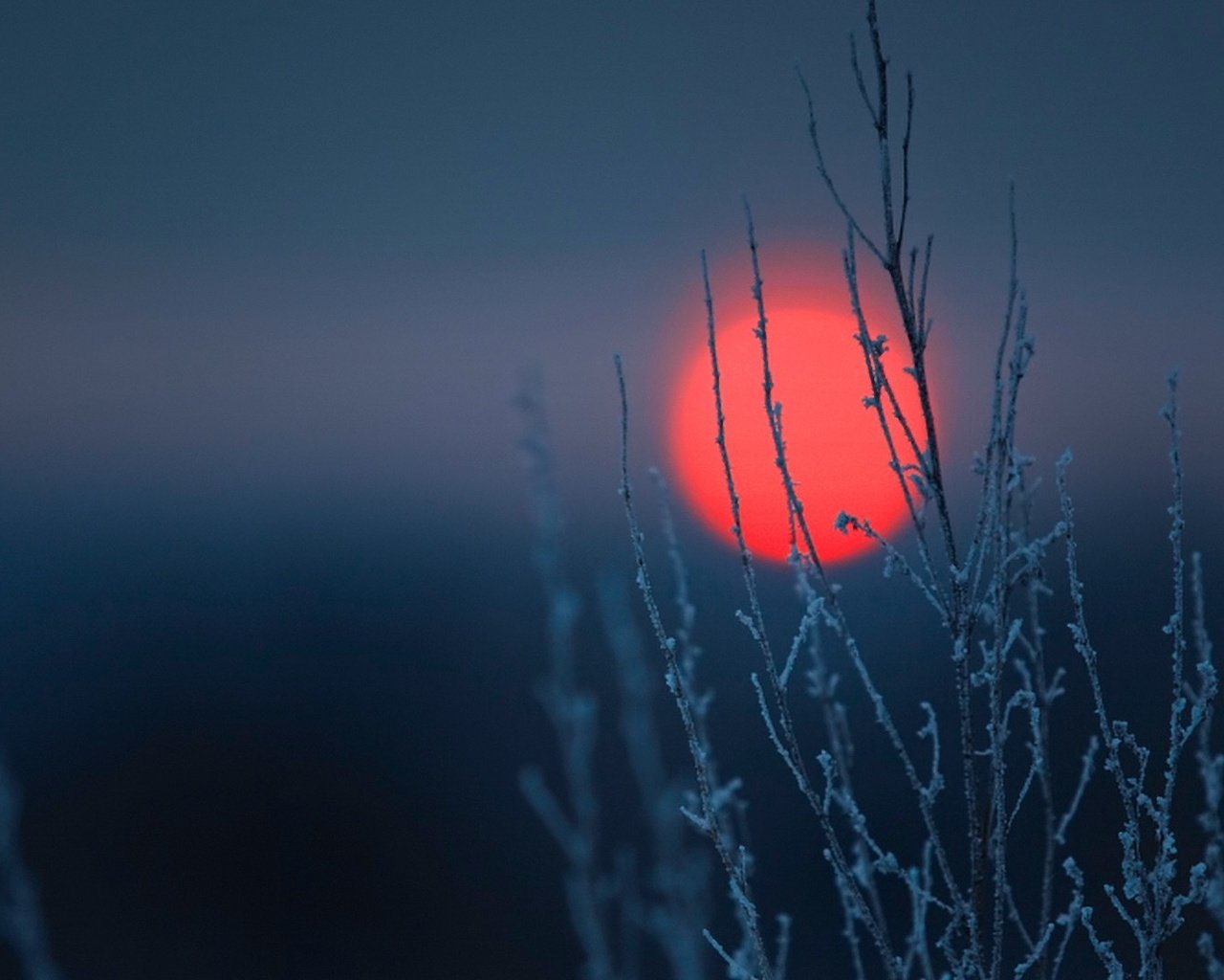 Обои небо, солнце, природа, закат, стебли, растение, the sky, the sun, nature, sunset, stems, plant разрешение 1920x1080 Загрузить