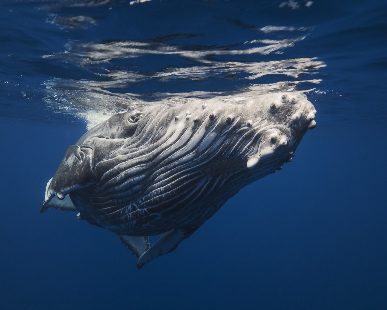 Обои кит, подводный мир, горбатый кит, kit, underwater world, humpback whale разрешение 2560x1600 Загрузить