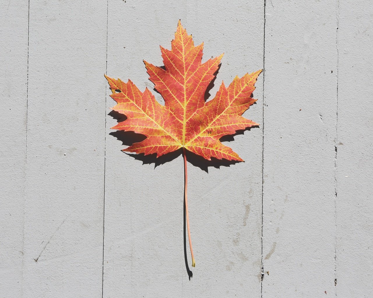 Обои осень, лист, кленовый лист, деревянная поверхность, autumn, sheet, maple leaf, wooden surface разрешение 5760x3840 Загрузить