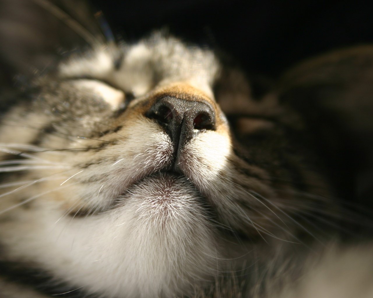 Обои кот, мордочка, усы, кошка, сон, крупным планом, cat, muzzle, mustache, sleep, closeup разрешение 3072x2048 Загрузить