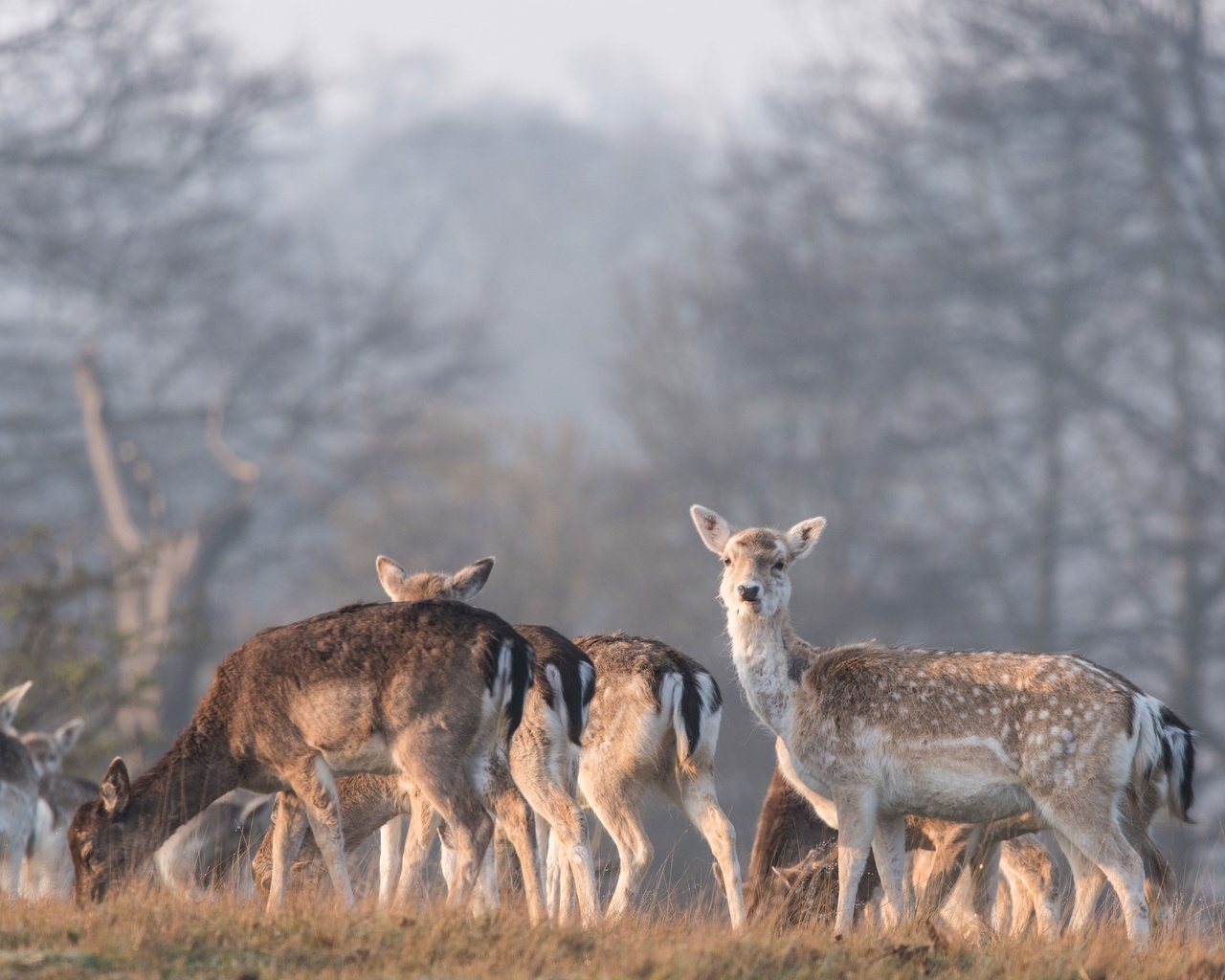 Обои природа, лес, олень, олени, nature, forest, deer разрешение 3840x2564 Загрузить