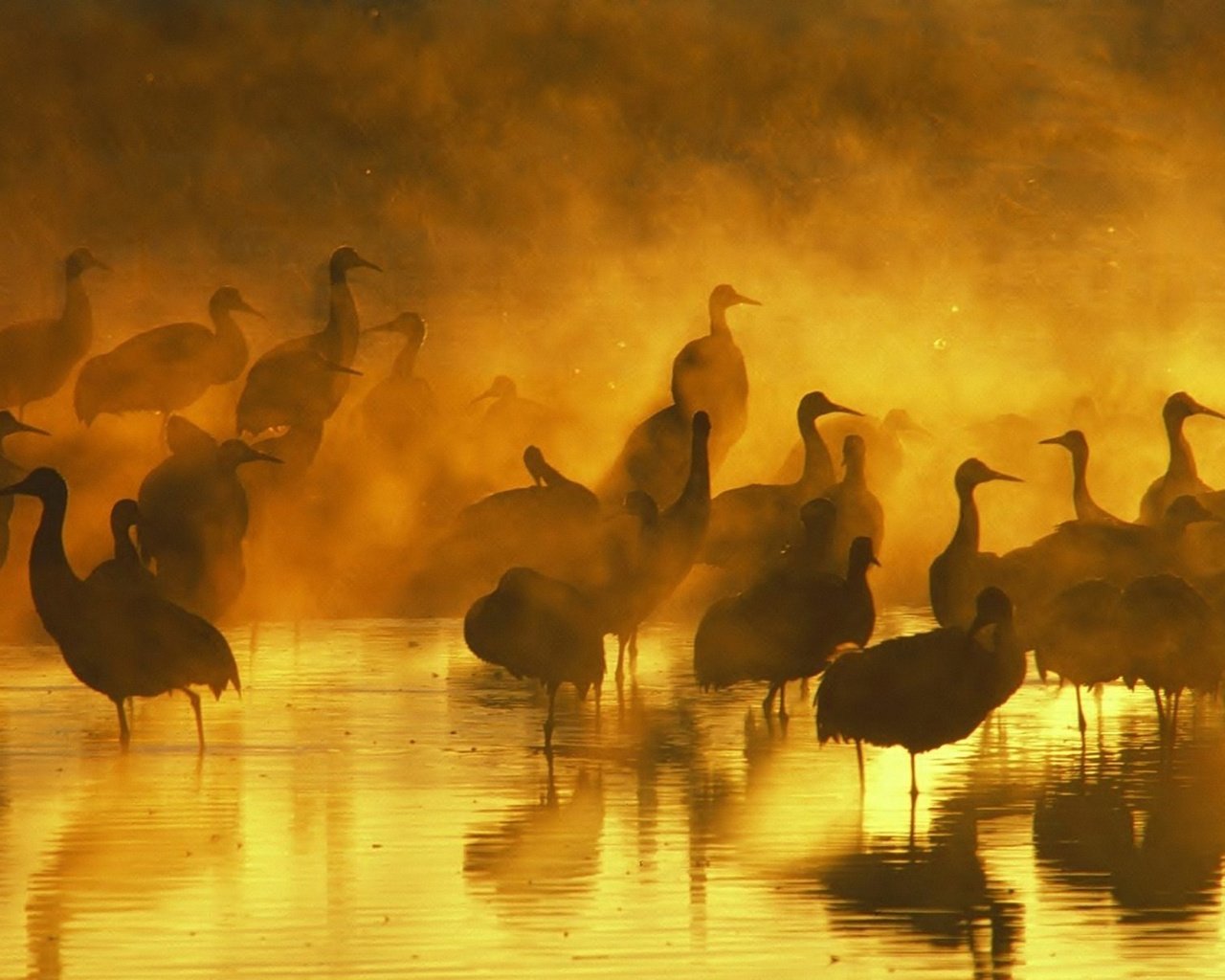 Обои вода, вечер, закат, отражение, туман, птицы, журавль, журавли, water, the evening, sunset, reflection, fog, birds, crane, cranes разрешение 1920x1200 Загрузить