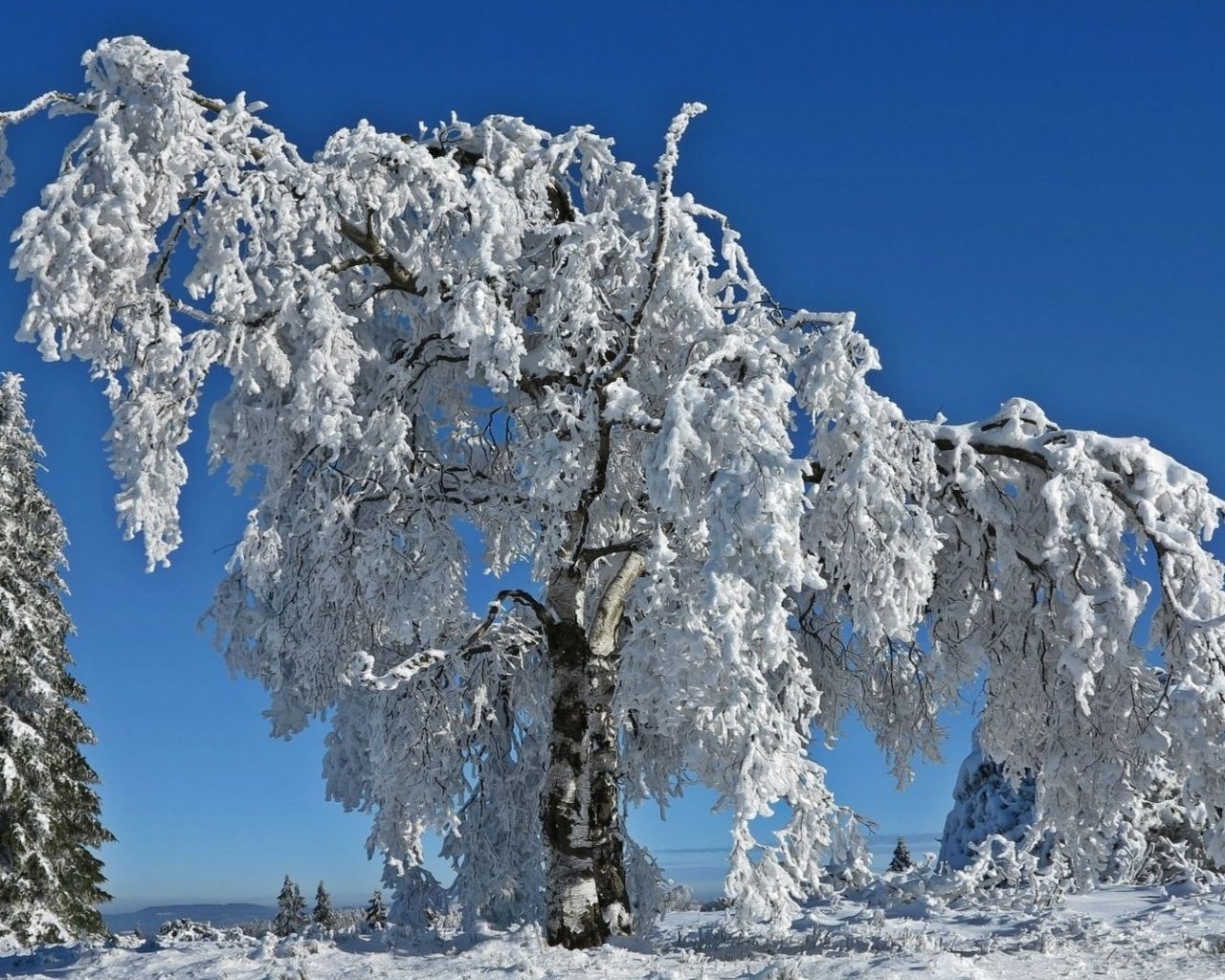 Обои небо, деревья, снег, природа, зима, ветки, иней, the sky, trees, snow, nature, winter, branches, frost разрешение 1920x1080 Загрузить