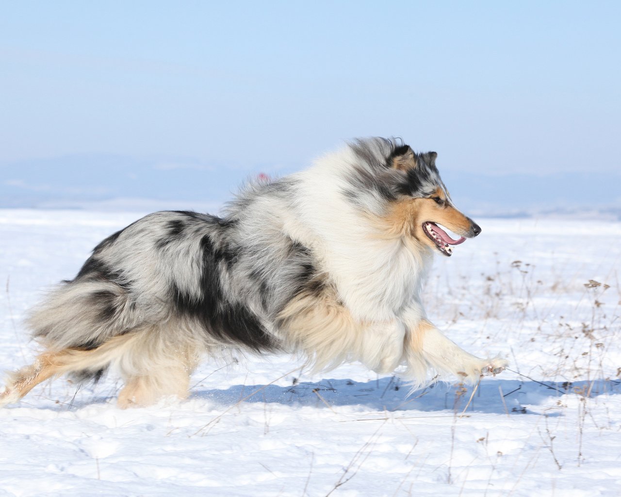 Обои снег, поле, собака, колли, шотландская овчарка, snow, field, dog, collie, scottish shepherd разрешение 3840x2400 Загрузить