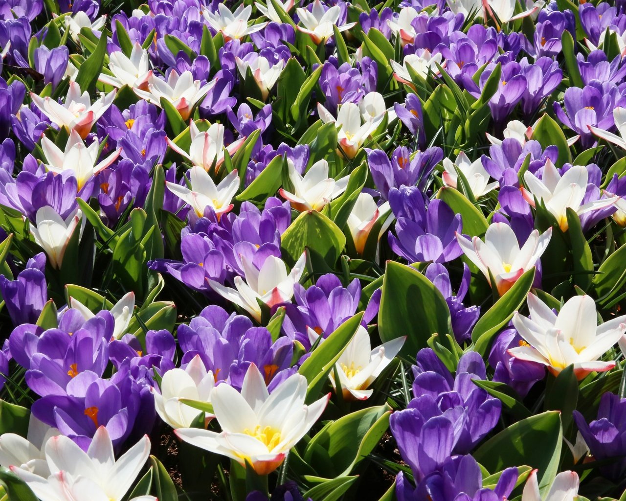 Обои цветы, лепестки, весна, белые, фиолетовые, крокусы, flowers, petals, spring, white, purple, crocuses разрешение 3600x2400 Загрузить
