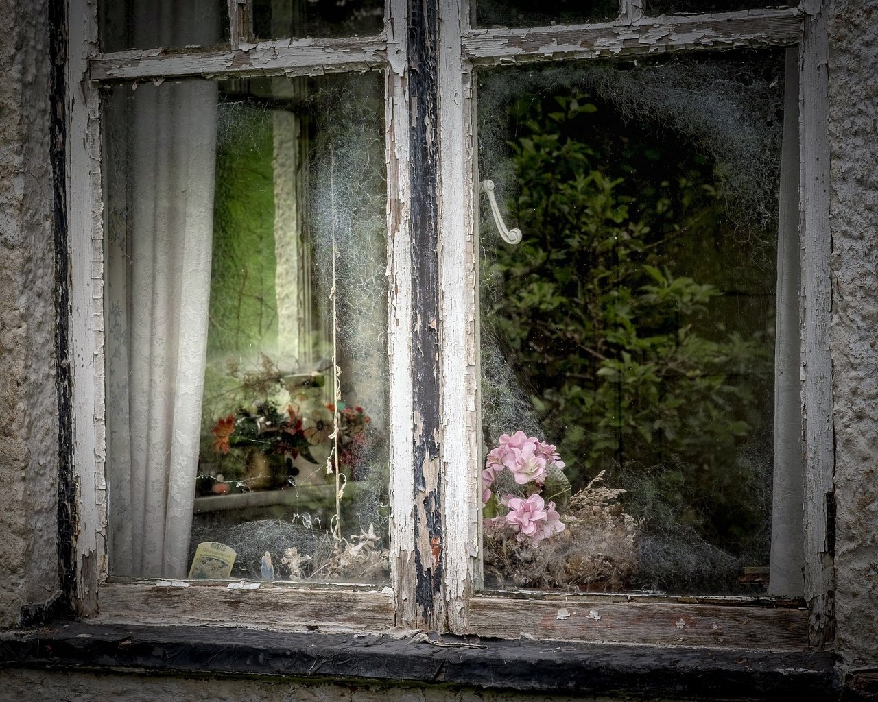 Обои цветы, отражение, дом, окно, стекло, flowers, reflection, house, window, glass разрешение 2035x1351 Загрузить