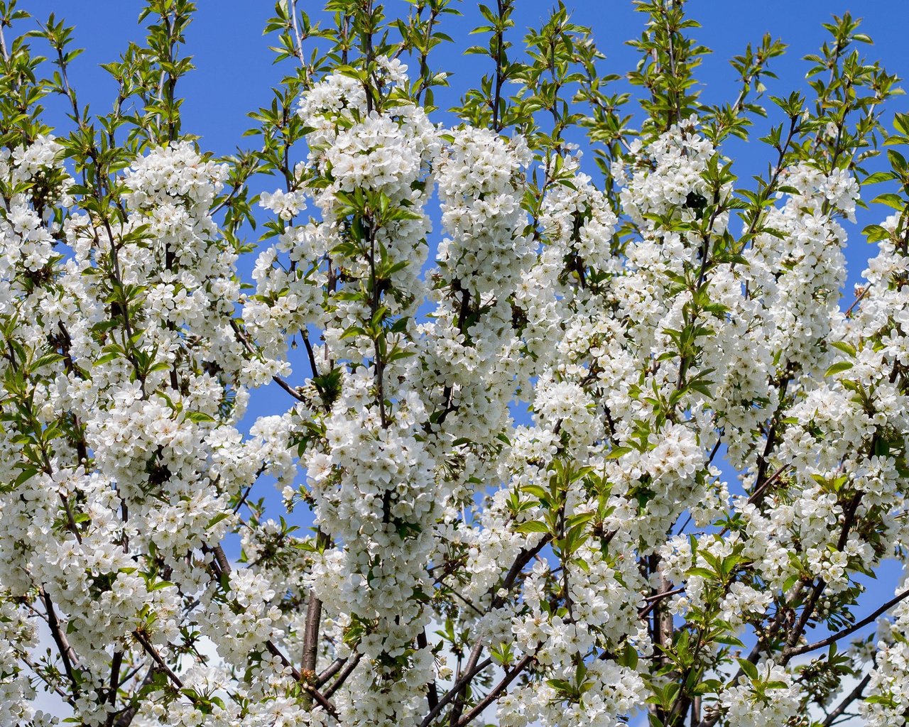 Обои небо, дерево, цветение, ветки, весна, белые цветы, the sky, tree, flowering, branches, spring, white flowers разрешение 3840x2160 Загрузить