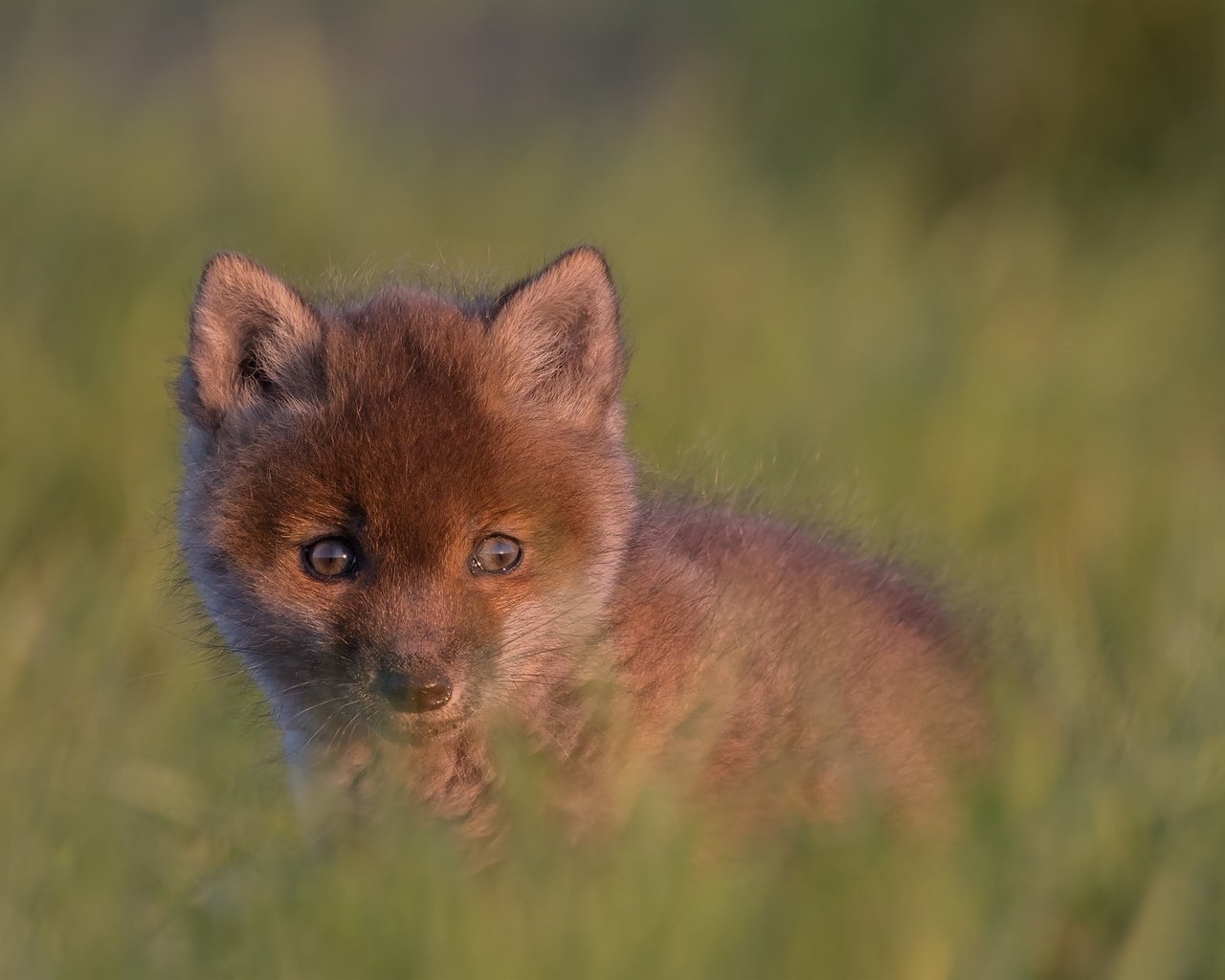 Обои взгляд, малыш, детеныш, боке, лисенок, look, baby, cub, bokeh, fox разрешение 2048x1365 Загрузить