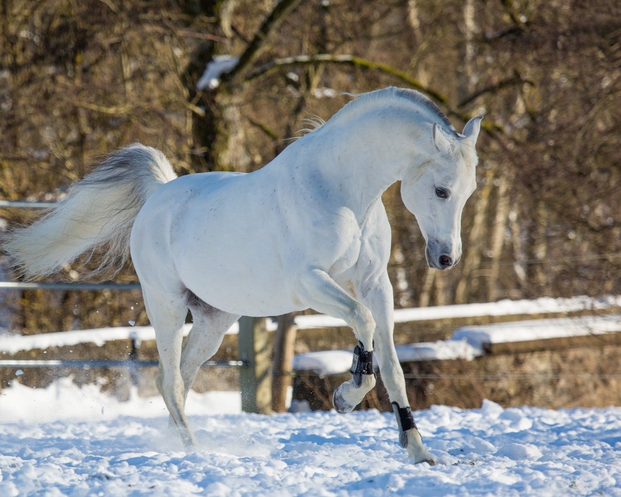 Обои лошадь, снег, зима, конь, бег, грация, (с) oliverseitz, horse, snow, winter, running, grace, (c) oliverseitz разрешение 2880x1800 Загрузить