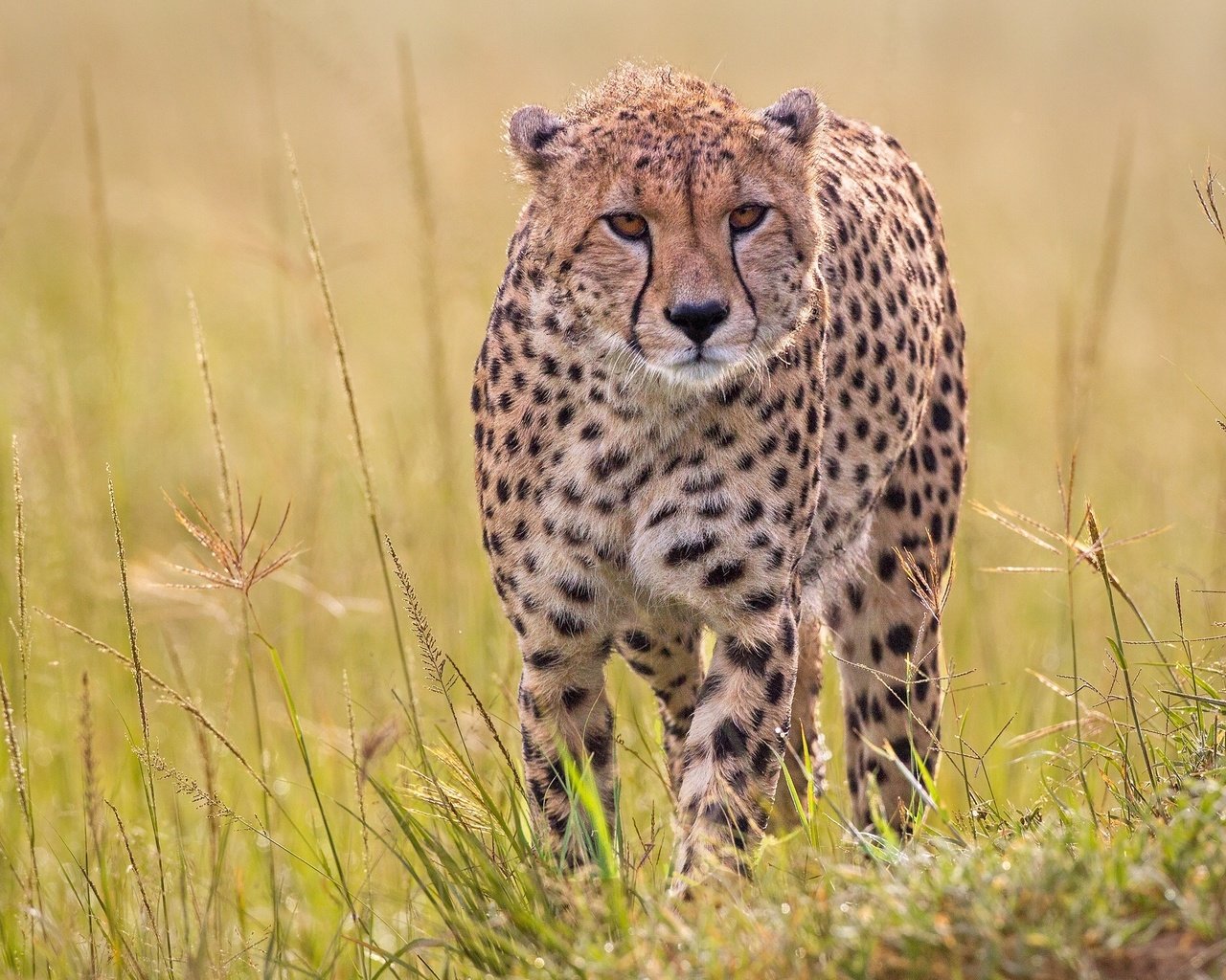 Обои трава, хищник, гепард, дикая кошка, grass, predator, cheetah, wild cat разрешение 2000x1500 Загрузить