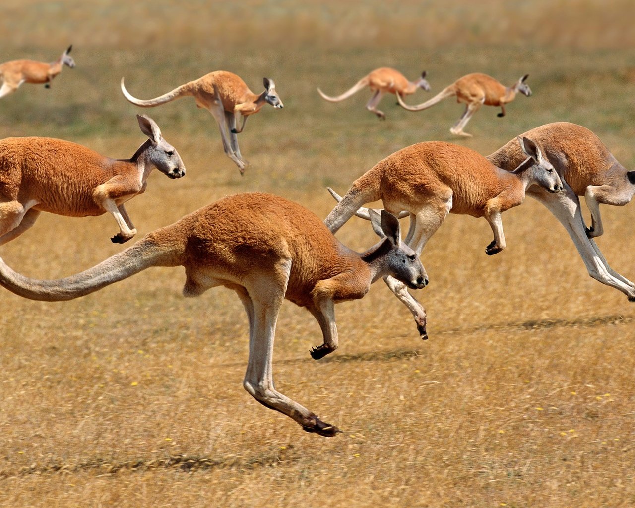 Обои австралия, бег, кенгуру, australia, running, kangaroo разрешение 1920x1200 Загрузить