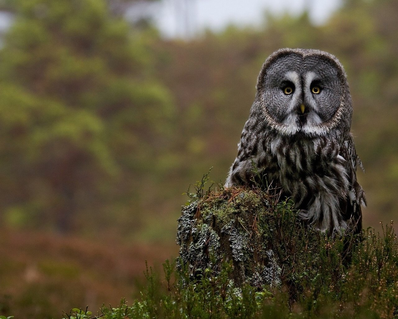 Обои цветы, сова, птица, пень, бородатая неясыть, неясыть, flowers, owl, bird, stump, great grey owl разрешение 1920x1200 Загрузить