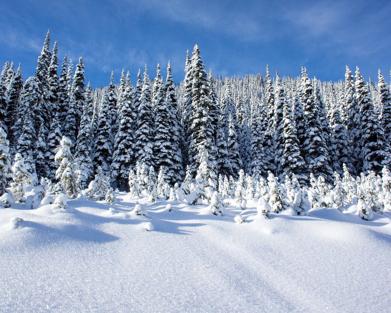 Обои небо, деревья, снег, лес, зима, пейзаж, сугробы, the sky, trees, snow, forest, winter, landscape, the snow разрешение 1920x1276 Загрузить