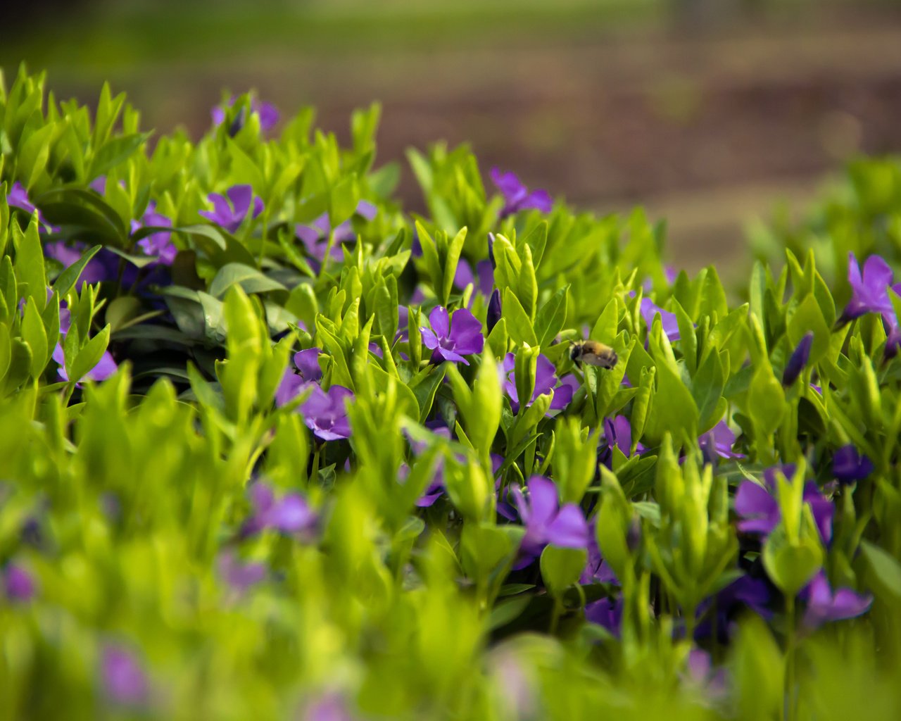 Обои цветы, трава, лепестки, луг, весна, flowers, grass, petals, meadow, spring разрешение 3840x2400 Загрузить