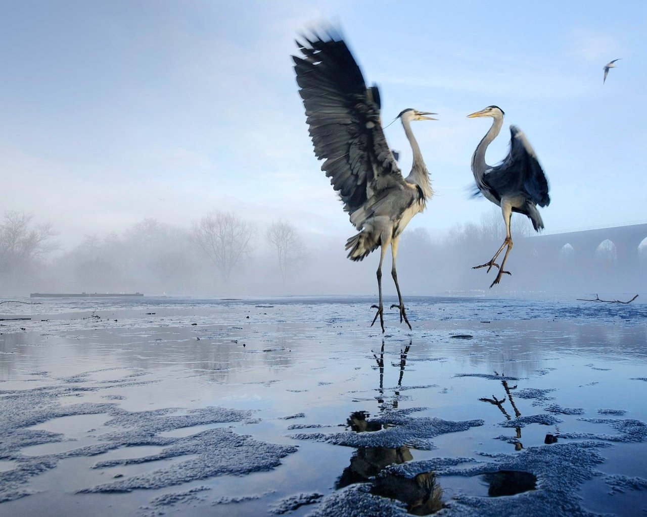 Обои озеро, крылья, птицы, цапля, цапли, lake, wings, birds, heron, herons разрешение 1920x1080 Загрузить