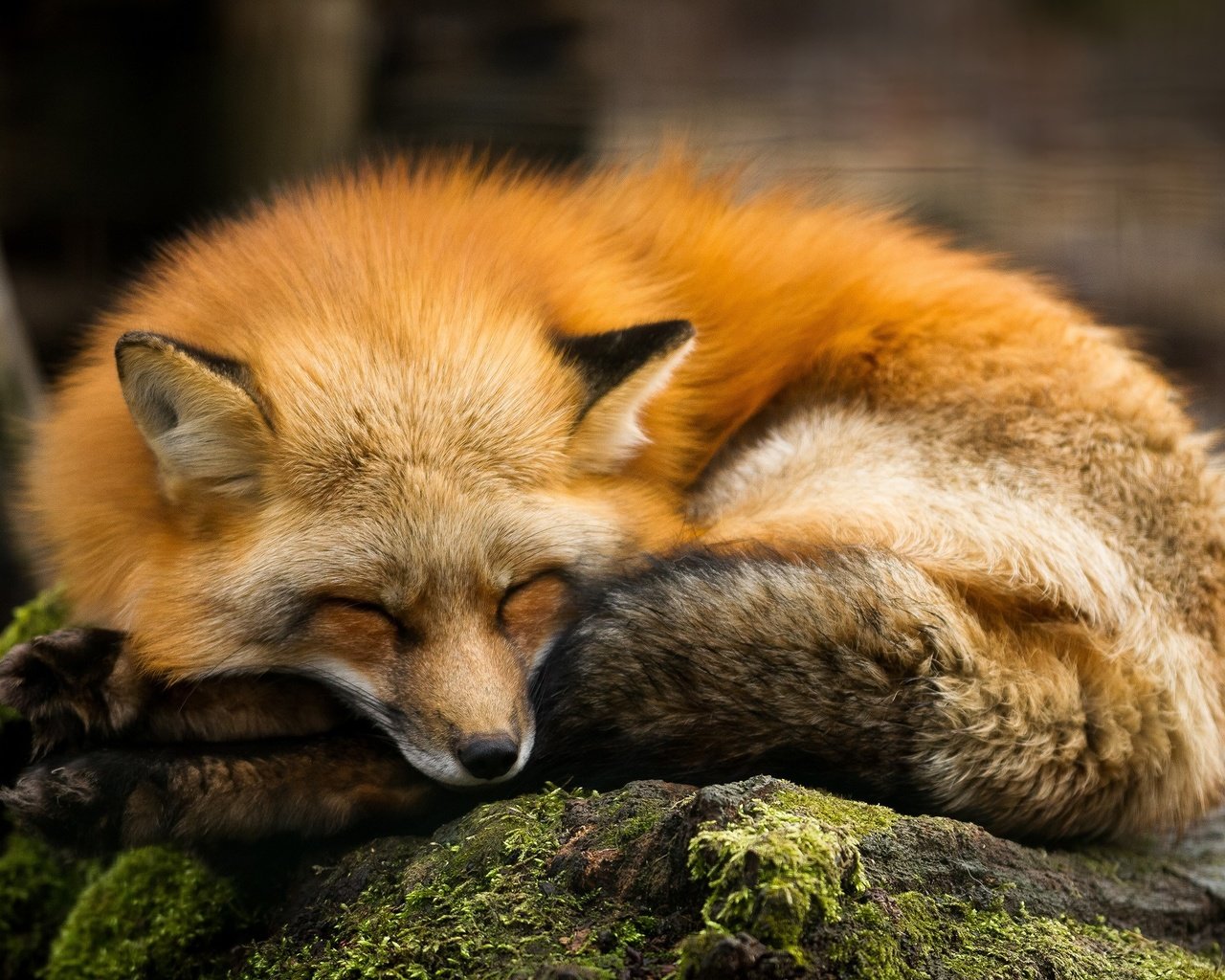 Обои спит, рыжая, лиса, хищник, камень, мох, лисица, sleeping, red, fox, predator, stone, moss разрешение 2560x1600 Загрузить