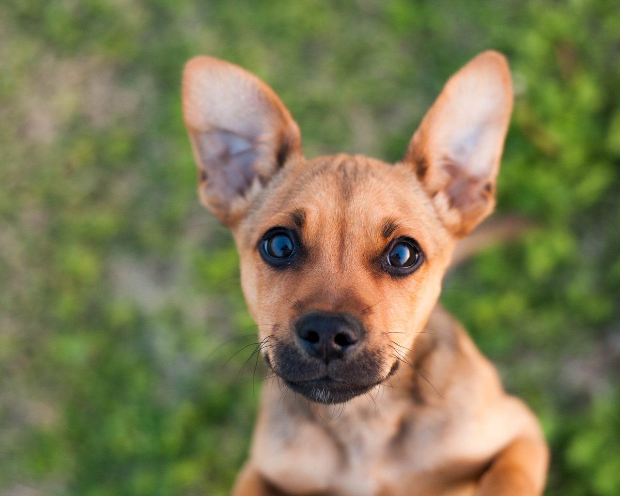 Обои глаза, мордочка, взгляд, собака, щенок, eyes, muzzle, look, dog, puppy разрешение 3888x2592 Загрузить