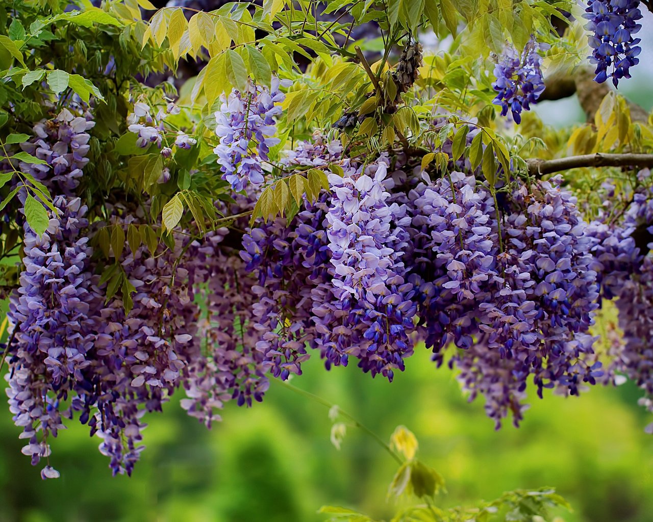 Обои цветы, дерево, листья, ветки, соцветия, глициния, вистерия, flowers, tree, leaves, branches, inflorescence, wisteria разрешение 2048x1365 Загрузить