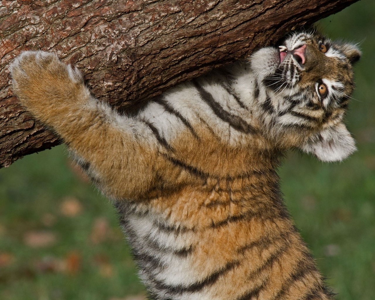 Обои тигр, тигренок, бревно, детеныш, амурский тигр, tiger, log, cub, the amur tiger разрешение 2560x1600 Загрузить