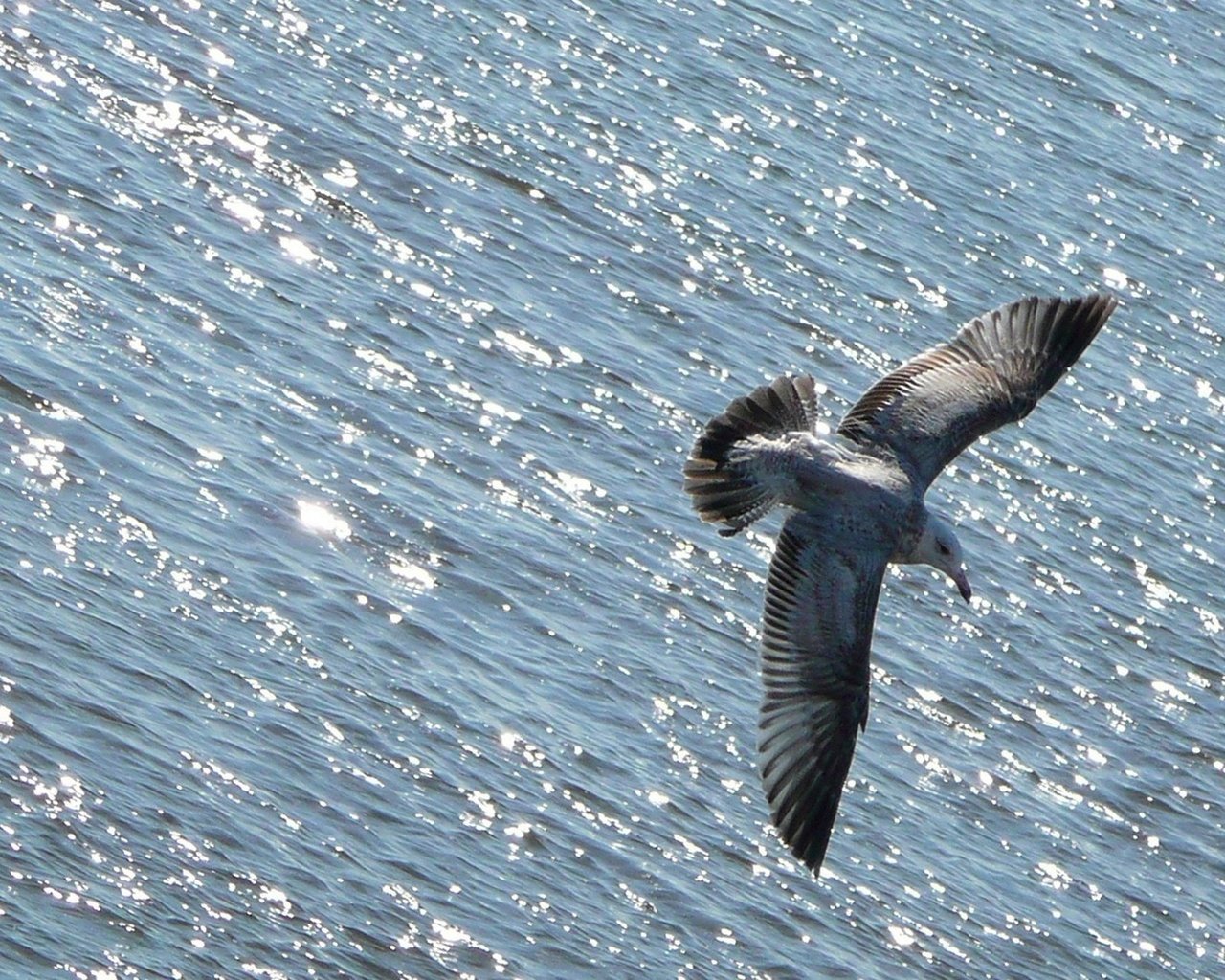 Обои вода, полет, чайка, океан, птица, животное, water, flight, seagull, the ocean, bird, animal разрешение 1920x1280 Загрузить