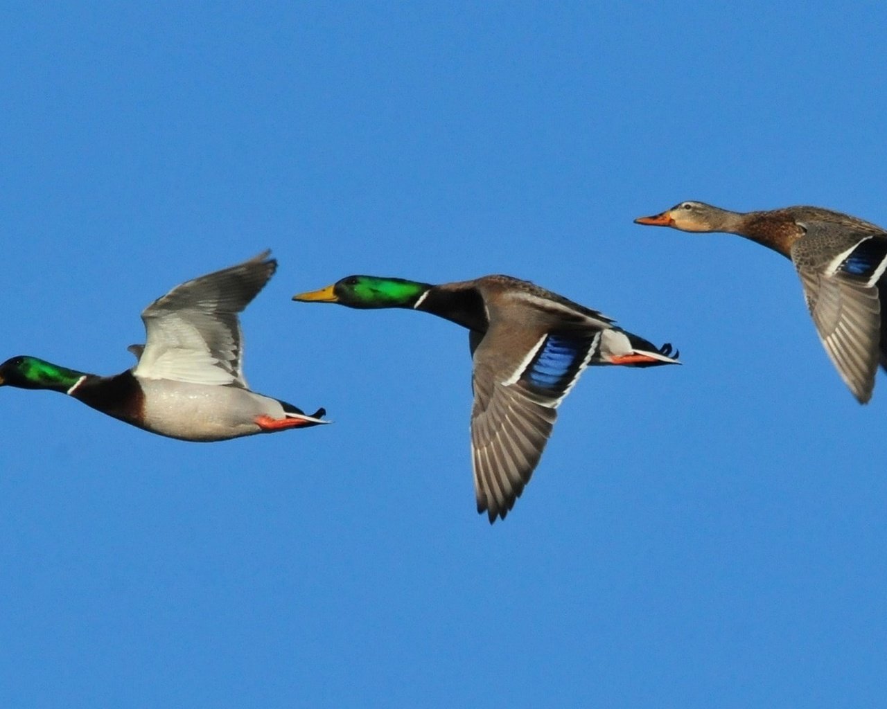 Обои небо, крылья, птицы, клюв, утки, кряква, the sky, wings, birds, beak, duck, mallard разрешение 2139x1080 Загрузить