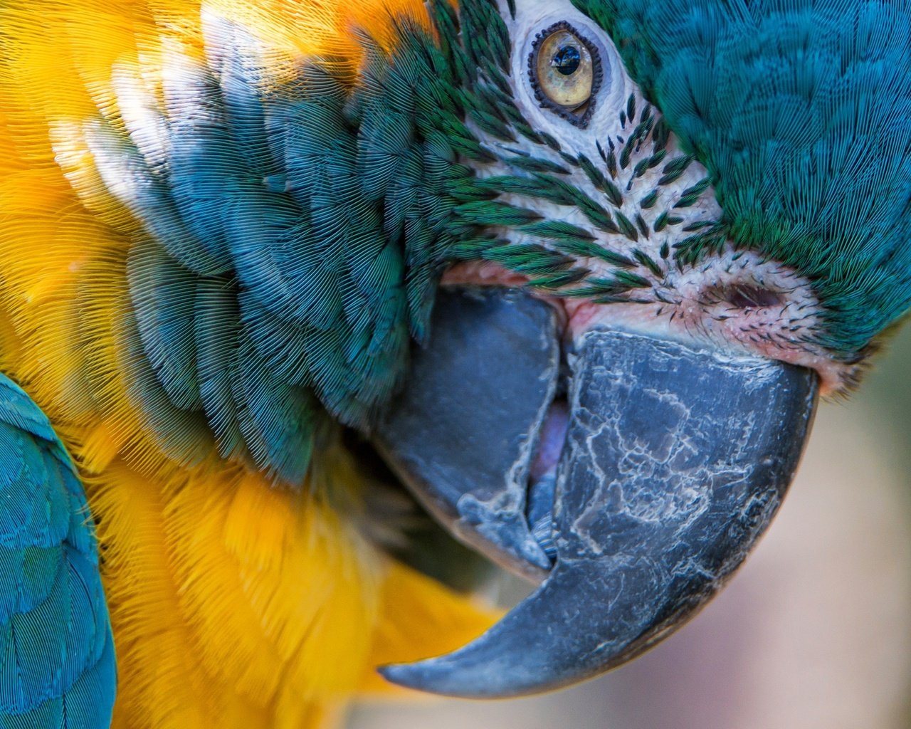 Обои макро, птица, клюв, перья, попугай, ара, сине-жёлтый ара, macro, bird, beak, feathers, parrot, ara, blue-and-yellow macaw разрешение 2574x1600 Загрузить