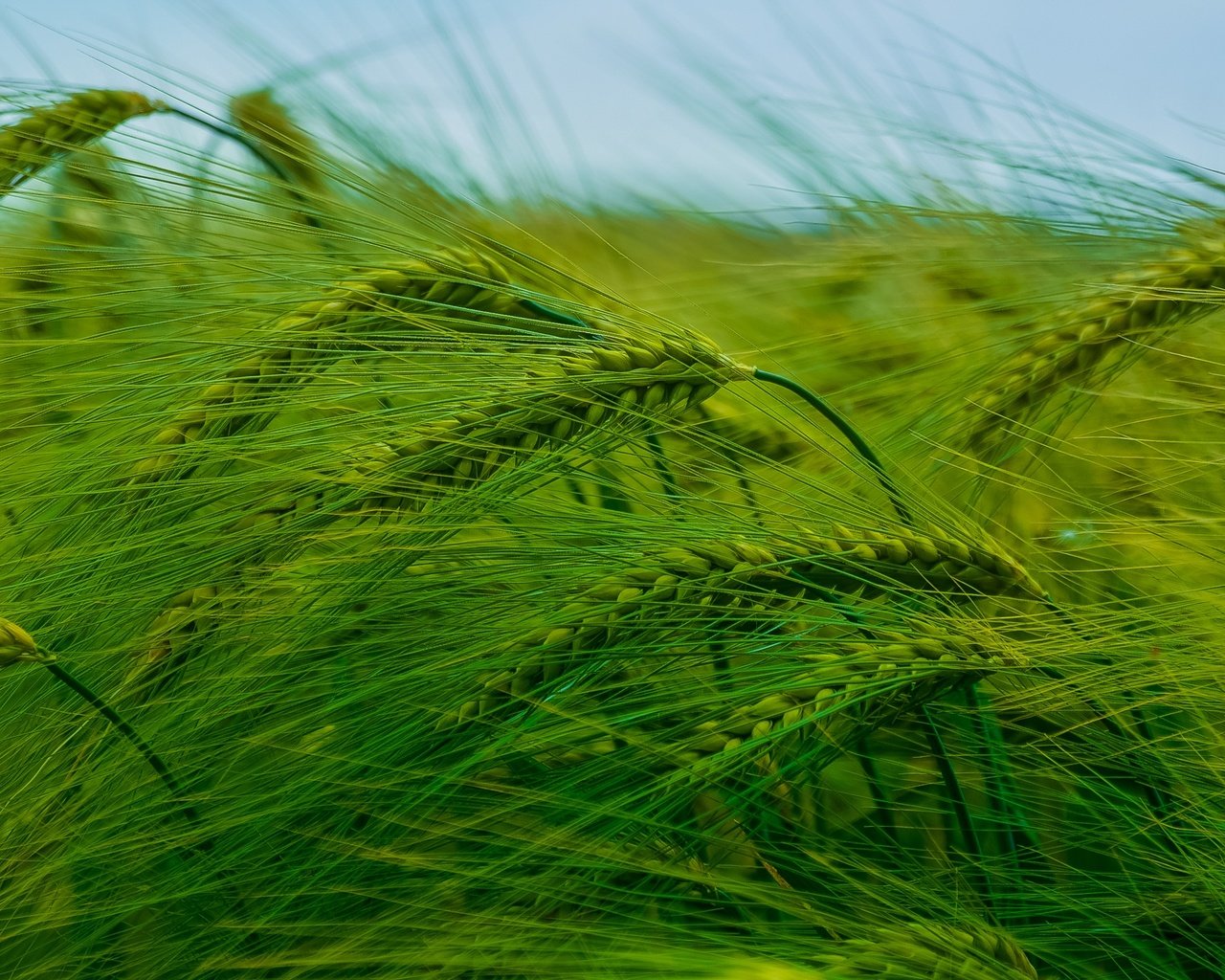 Обои природа, поле, колосья, пшеница, nature, field, ears, wheat разрешение 2923x1644 Загрузить